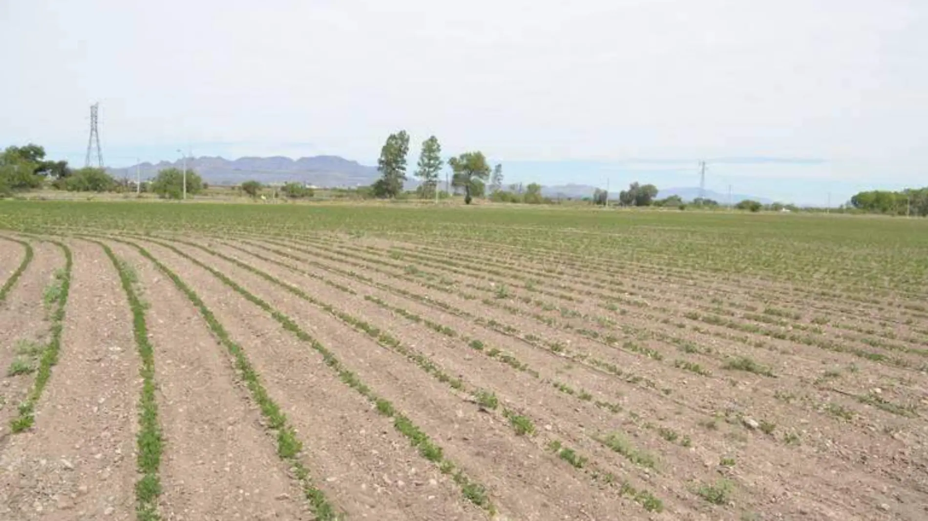 calor _ altas temperaturas _ campo